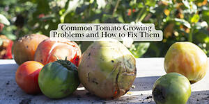 Photo: Common Tomato Growing Problems and How to Fix Them